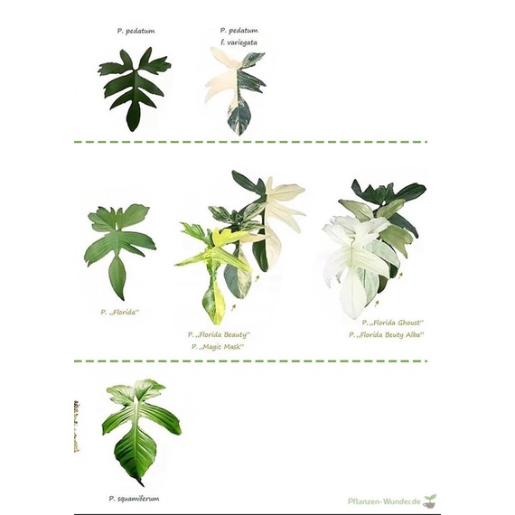 Trầu bà Cánh én Ghost | Philodendron Florida Ghost