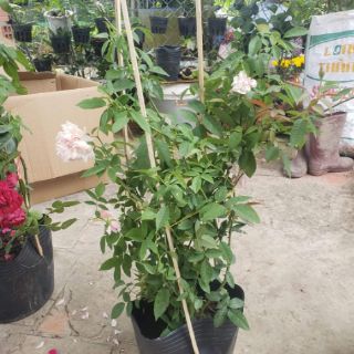 Hồng Cổ Đào