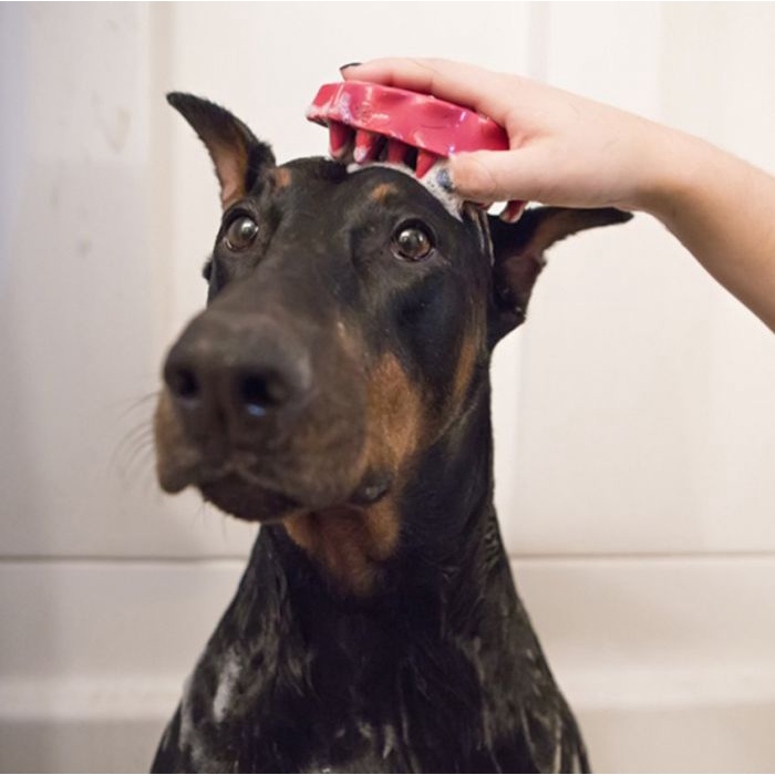 Bàn Chải Lông Cho Cún Kong ZoomGroom Size To 2 Màu Xanh Hồng