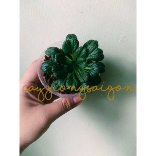 Cây giống Cải Hoa Hồng