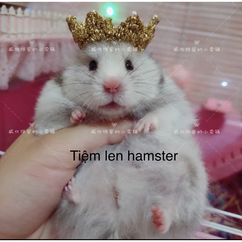 Vương miện cho hamster