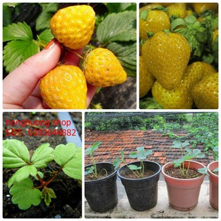 Hạt giống dâu tây vàng Nga