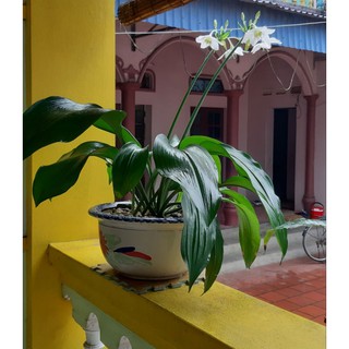 Củ giống hoa ngọc trâm