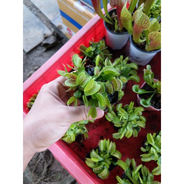 cây bẫy kẹp venus flytrap