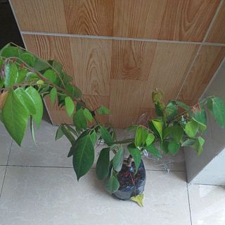 Chậu cây khế ngọt cây đẹp