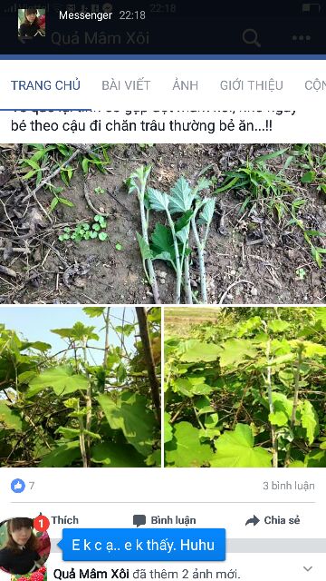 Lá mâm xôi rừng 1kg làm dầy niêm mạc ivf