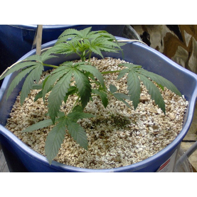 Vermiculite bao lớn 100 litre kinh tế