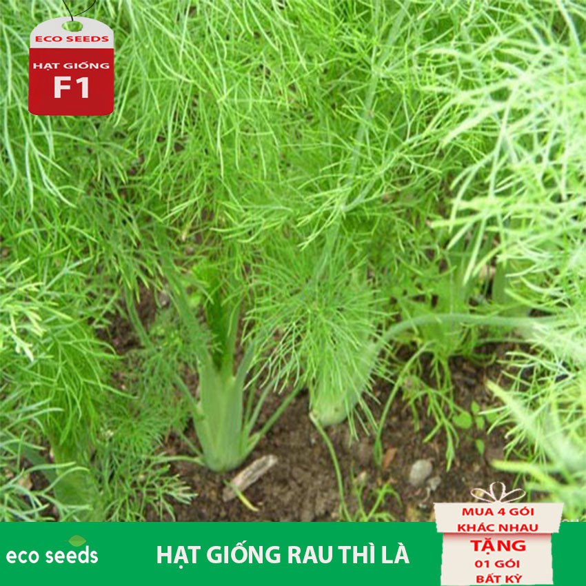 [SALE 50%] Hạt giống Rau Thì Là G3 Eco seeds KLT 20g