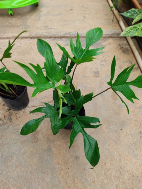 Trầu bà cánh én - Philodendron Florida ghost