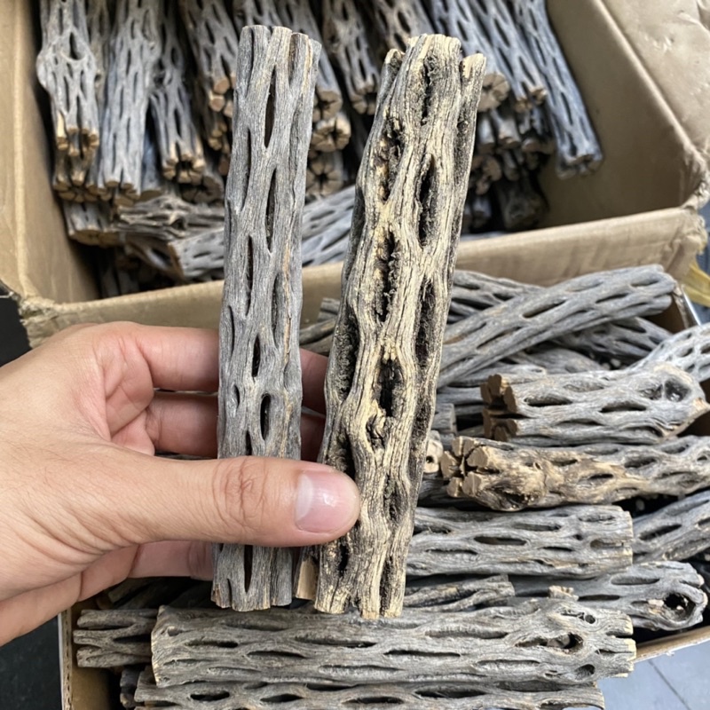 Lũa Cholla - Lũa Xương Rồng Cho Tép Cảnh, trang trí hồ tép, thuỷ sinh
