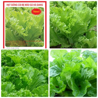 20Gr Hạt giống rau Cải Bẹ Mào Gà Cao sản