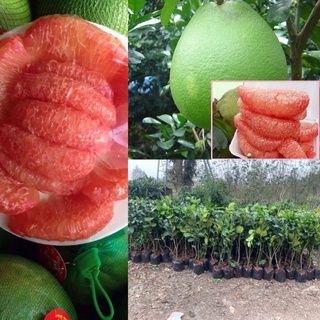 Cây bưởi da xanh ruột hồng cây to