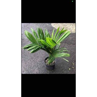 giống cau lùn tứ quý