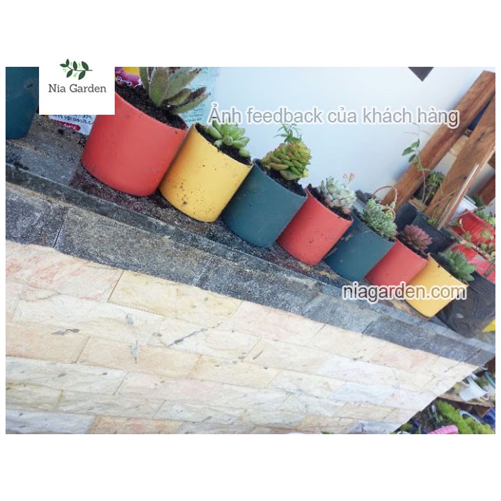 Chậu trụ màu 10x10cm trồng cây