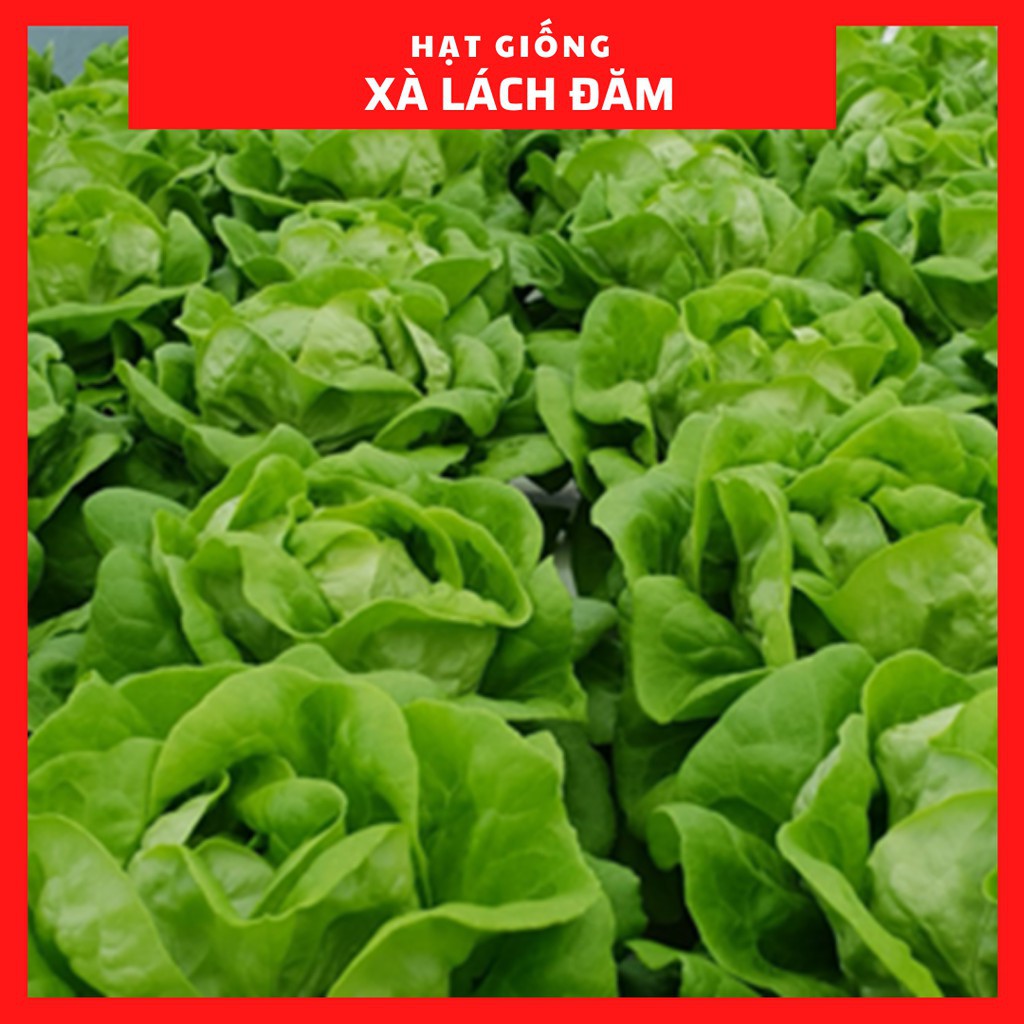 HẠT GIỐNG RAU XÀ LÁCH ĐĂM, HẢI PHÒNG  TUYỂN ĐẠI LÝ TOÀN QUỐC