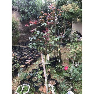 cây hồng Julio dáng tree cao m2