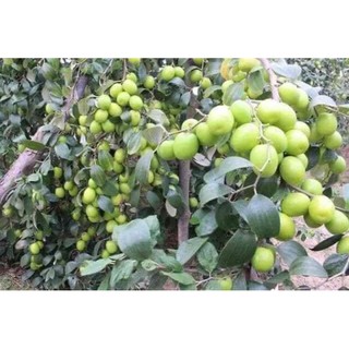 cây giống táo thái sẵn hoa