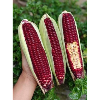 Combo 10 trái bắp đỏ nữ hoàng, bắp nữ hoàng đỏ