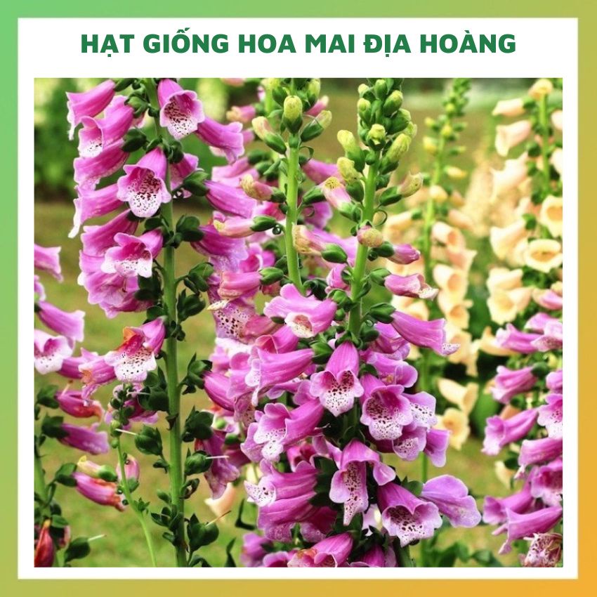 Hạt giống hoa mai địa hoàng đẹp dễ trồng, chăm sóc tỉ lệ nảy mầm cao 0,5g