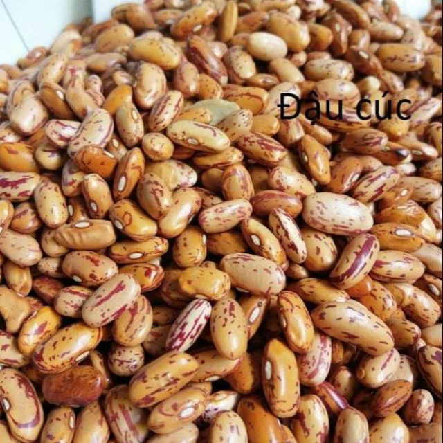 Đậu cúc Argentina