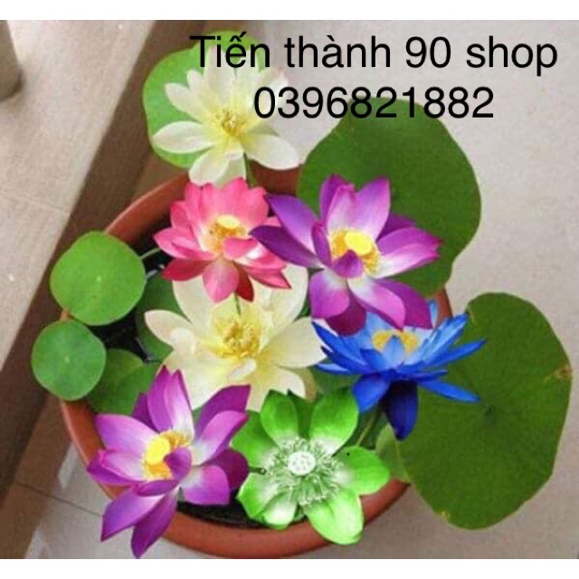 Combo 20 hạt sen giống mini nhật mix màu