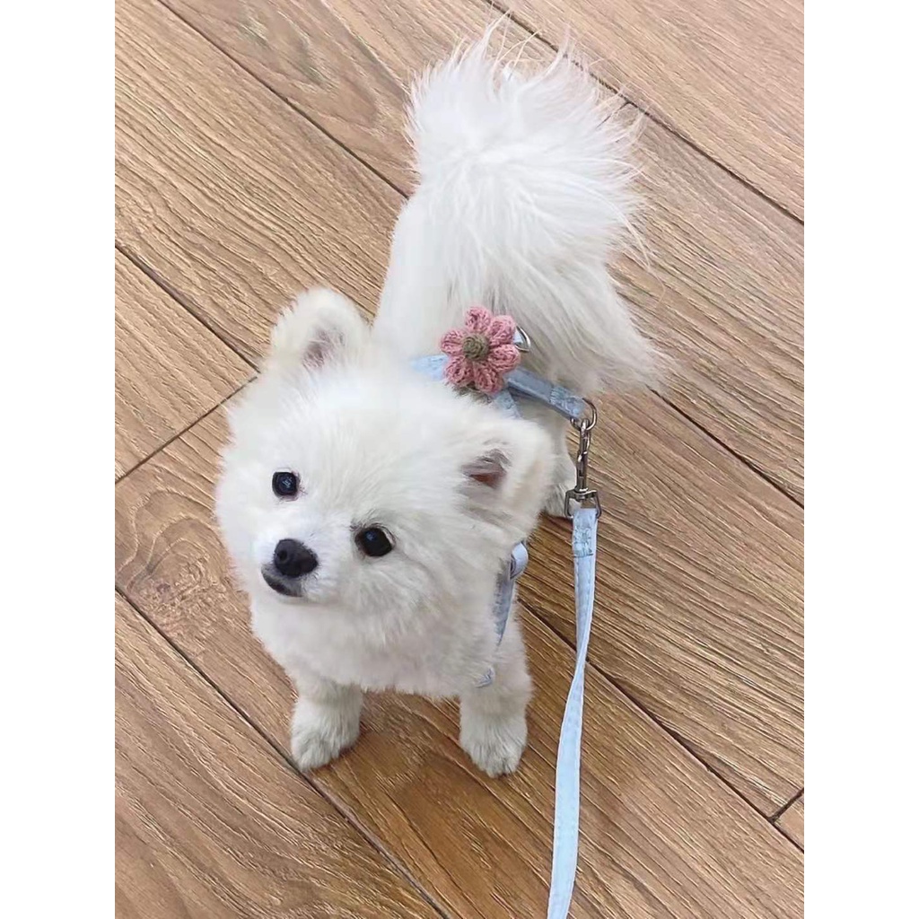 Dây dắt thú cưng đi dạo có thể điều chỉnh tiện lợi