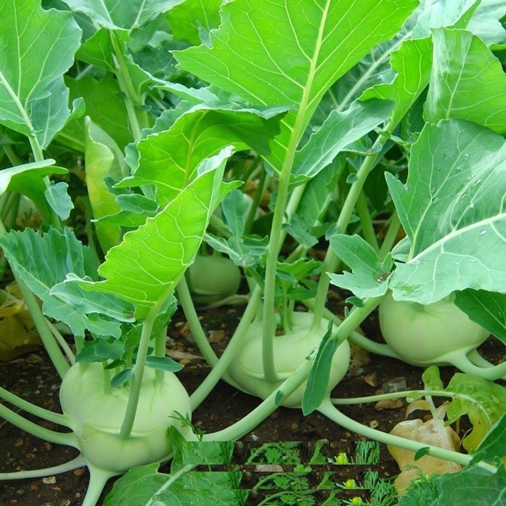Hạt giống su hào xanh năng suất cao dễ trồng thuộc loại rau củ quả giầu dinh dưỡng