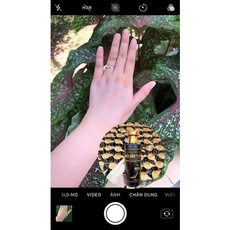 Ủ TRẮNG NHÂN SÂM