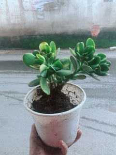 Cây Ngọc Bích
