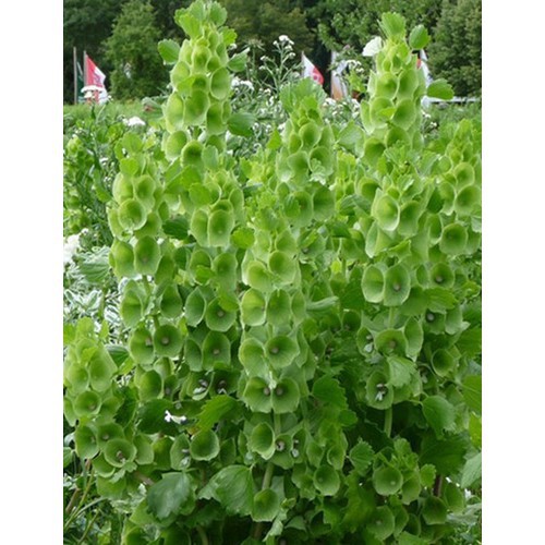 Hạt giống HOA Lá Đệm Hoa Kèn Ireland - Gói 1 gram