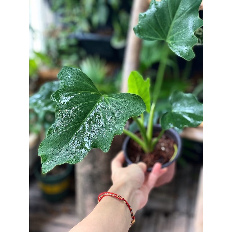 Cây Philodendron selloum Lacy Tree (Cây Trầu Bà Thanh Xuân) cao &gt;25cm chậu nhựa 10cm