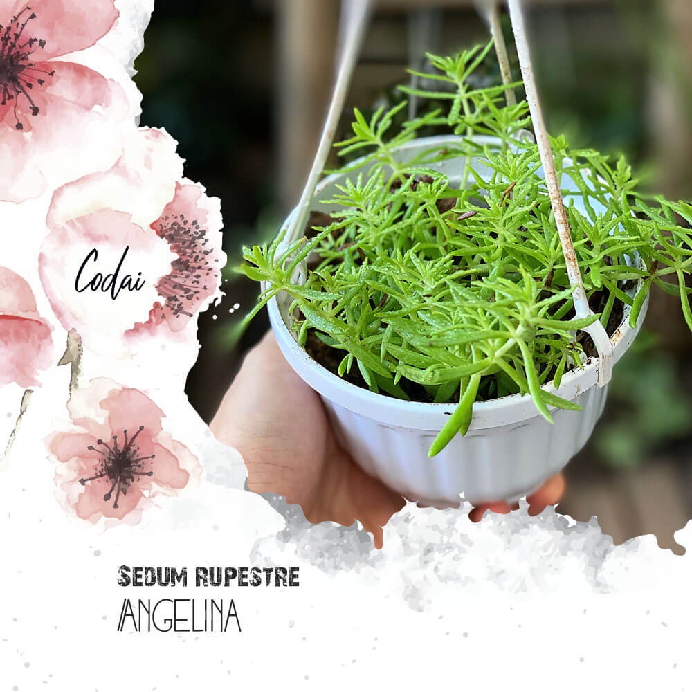 Cây Sedum rupestre Angelina (Cỏ Cảnh Thiên) chậu treo bí ngô