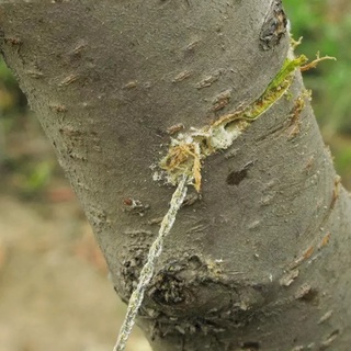 Dây cưa sinh tồn