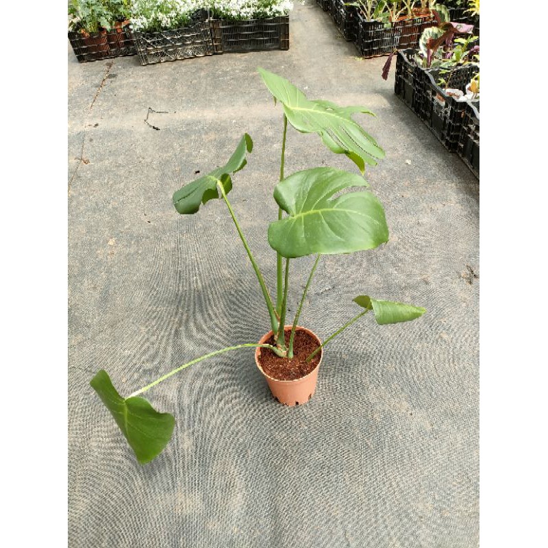 Trầu bà lá xẻ