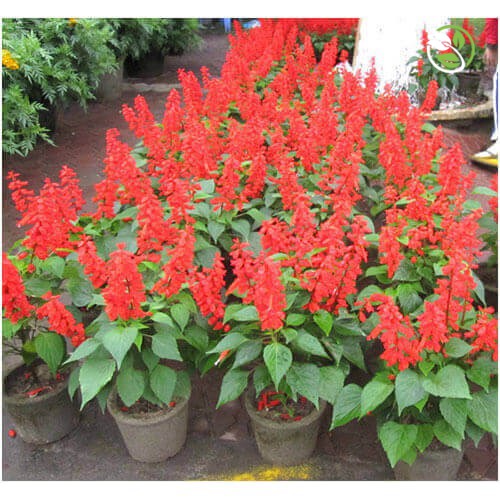 Hạt Giống Hoa Xác Pháo Đỏ PN-10 Phú Nông- Gói 0.3g - Salvia Splendens