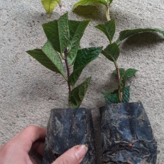 cây Trà hoa vàng