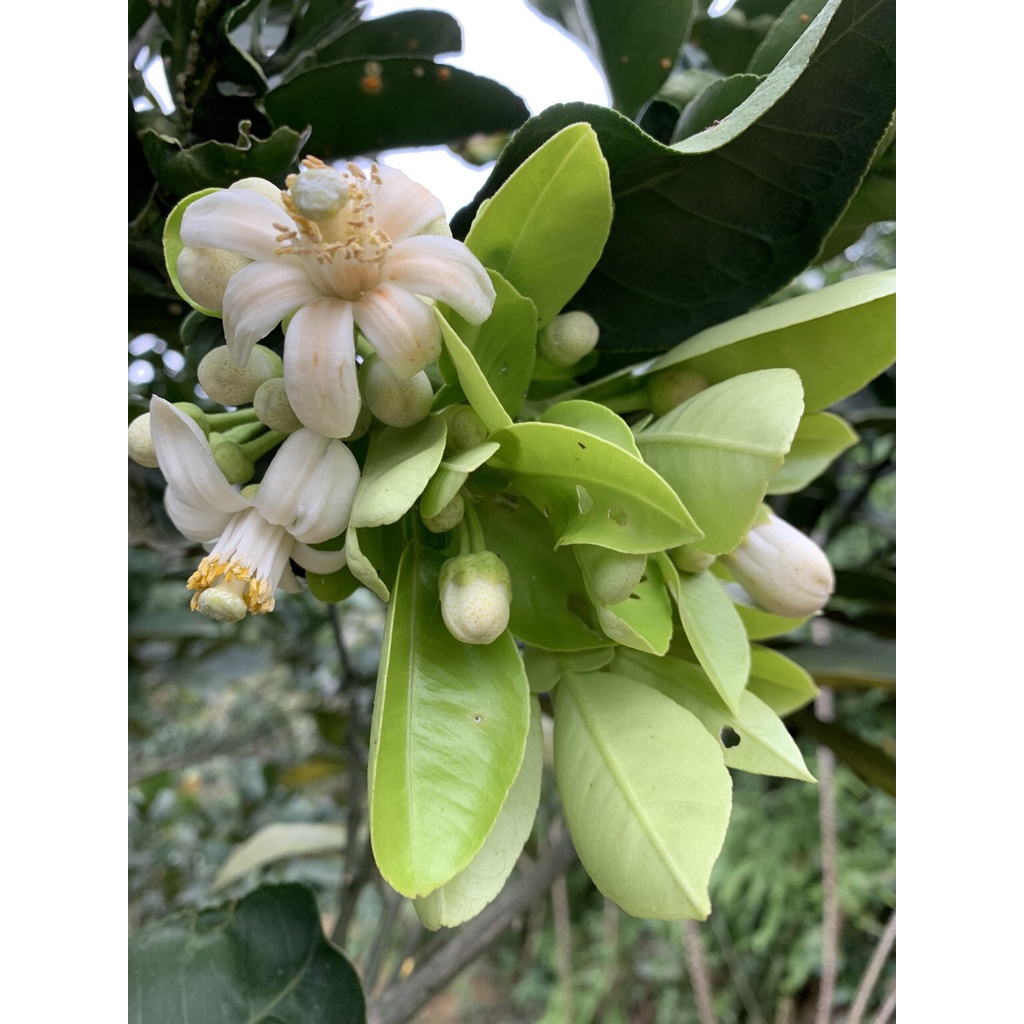 AD - Siêu ra hoa đậu quả 480ml