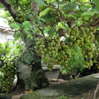 Cây 🌲 sung nếp đang trái