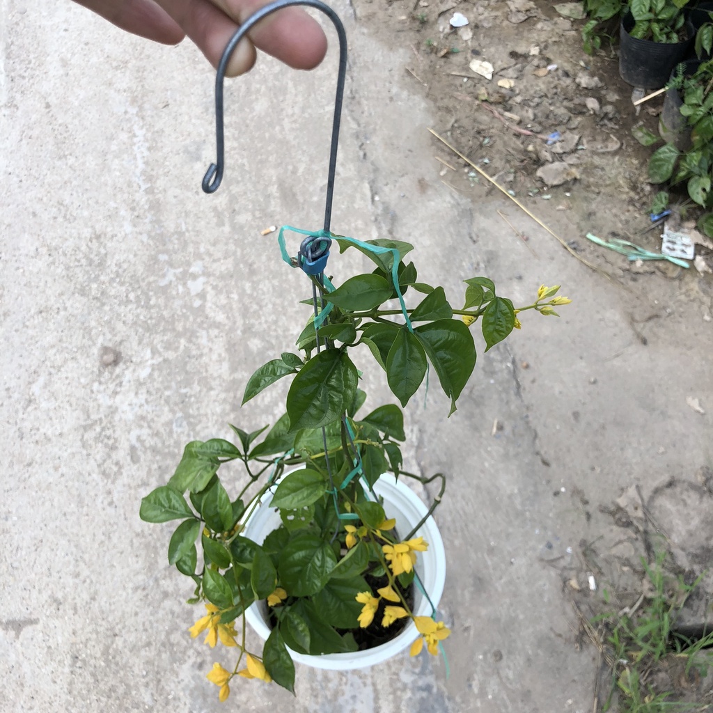 Lan hoàng dương - cây lan hoàng dương cao 40cm trồng sẵn chậu treo thích hợp trang trí ban công sân vườn