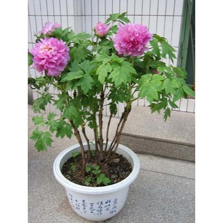 CỦ HOA MẪU ĐƠN (theo size) - 1 Củ
