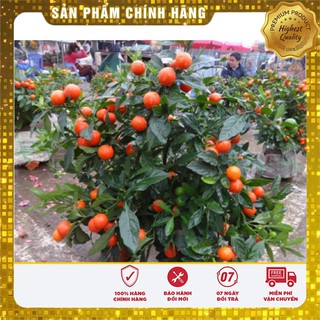 -30 % COMBO 06 GÓI ỚI + CÀ CHUA BONSAI