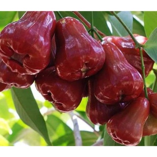 CÂY GIỐNG ROI ĐỎ (MẬN ĐỎ AN PHƯỚC)