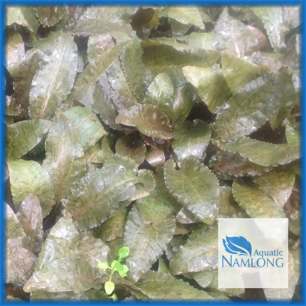 Tiêu thảo nâu - Cây thủy sinh dễ trồng trang trí bể cá