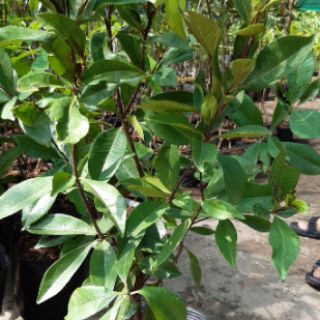 Cây cherry lùn sắp trái