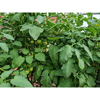 1KG PHÂN DƠI HỮU CƠ NGUYÊN CHẤT 100%