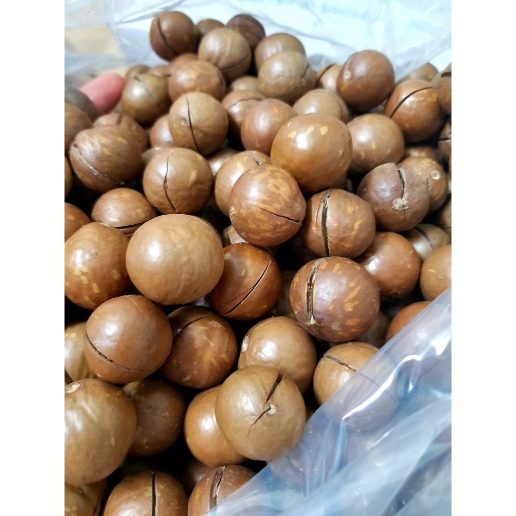 500G Hạt Macca Úc Nứt Vỏ Tự Nhiên Size 2325 TẶNG ĐỒ KHUI