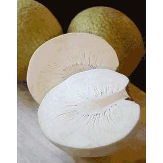 Giống cây sake ghép (chuẩn giống F1 siêu sớm trái)