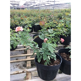 hồng Corail Gelee dạng bụi cao