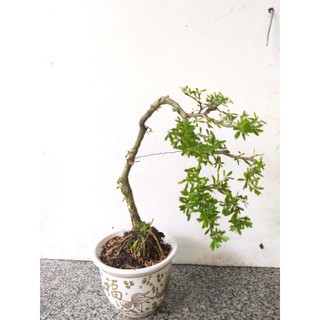 Cây Linh Sam bonsai mini chậu tròn