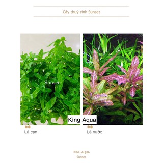 Cây thủy sinh Sunset (Hậu cảnh) (Chỉ ship miền Bắc và đầu miền Trung)